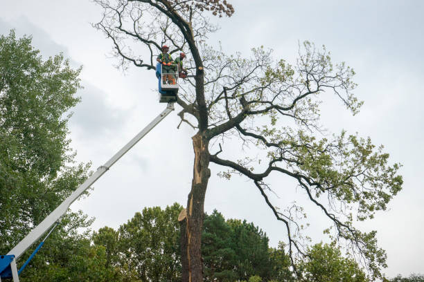 Professional Tree Care in Masonville, KY